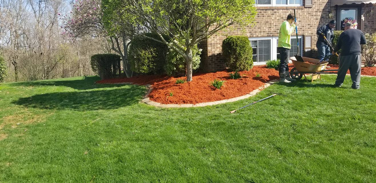 Crew installing red mulch with wheelbarrow on green lawn