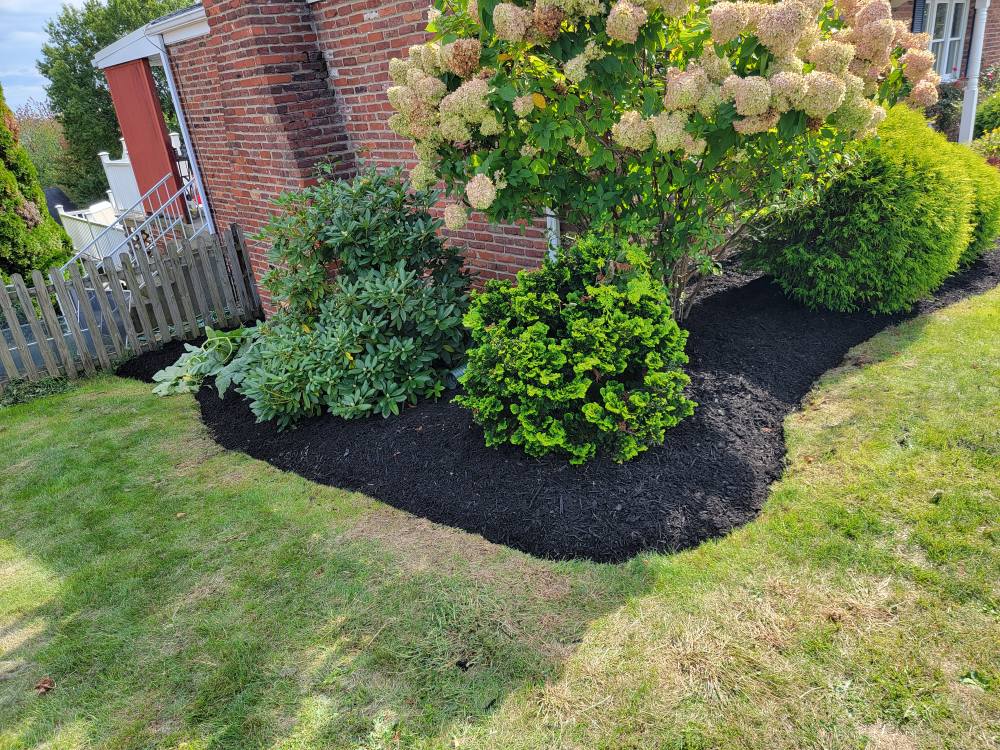 Black mulch bed with hydrangeas and ornamental shrubs